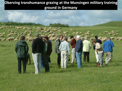 Observing transhumance grazing at Munsingen military academy training ground